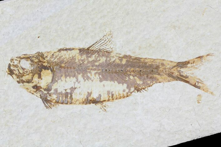 Knightia Fossil Fish - Wyoming #74119